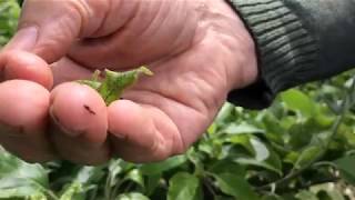 How to control aphids on fruit trees [upl. by Ahseram39]