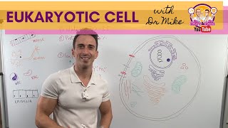 Overview of the Eukaryotic Cell [upl. by Nibram]