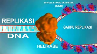 PROSES REPLIKASI DNA [upl. by Nnayelsel829]