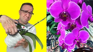 Where To Cut Orchid Stem After Flowers Fall Off [upl. by Downes]