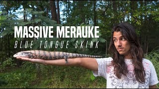 MASSIVE Merauke Blue Tongue Skink [upl. by Muslim]