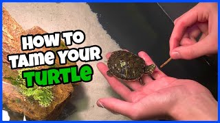 How To Tame Your Pet TURTLE [upl. by Benisch]