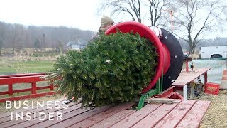 How Christmas Trees Are Grown [upl. by Eesac]