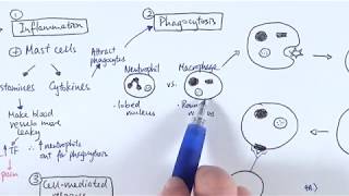 AS Biology  Immune response OVERVIEW OCR A Chapter 1256 [upl. by Raychel600]