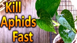 How to Kill Aphids on your Houseplants Naturally Part 1 [upl. by Anivas632]