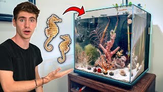 The ULTIMATE SEAHORSE TANK  NEW CORALS [upl. by Ancalin]