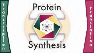 Protein Sythesis [upl. by Garey]