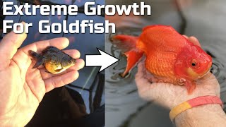 EXTREME GROWTH  How to Grow Goldfish FAST [upl. by Georas]