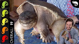 Common Snapping Turtle The Best Pet Turtle [upl. by Herriott339]