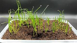 Chives From Seed Germination Time Lapse [upl. by Ztirf160]