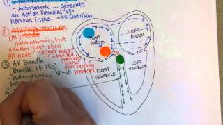 Conduction System of the Heart [upl. by Ettesel]