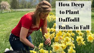 How to Plant Daffodils in Fall [upl. by Refiffej]