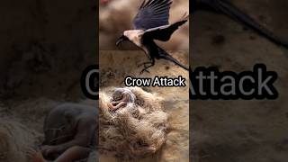 Crow Attacked rescue baby Gilhari  shorts ram pets birds shorts birdrescue petsrescue [upl. by Stannwood]