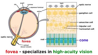 Visual Processing and the Visual Cortex [upl. by Hnilym]