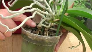 How to Grow Orchids [upl. by Airdnaxila]