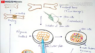 Tissue engineering  Technique  Procedure  Bio science [upl. by Andreas]