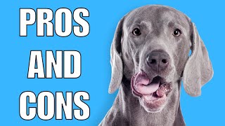 Weimaraner Pros And Cons  Should You REALLY Get A WEIM [upl. by Norman395]