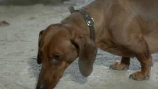 Angst 1983  All wiener dachshund scenes [upl. by Roque357]