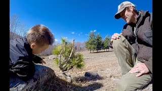 Collecting for Bonsai Eastern White Pine 2017 [upl. by Theodore]