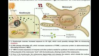 How do Melanocytes Make Melanin Melanogenesis Mechanism [upl. by Ydde]