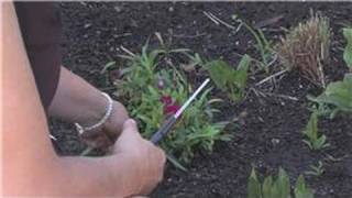 Flower Gardening  How to Prune Carnations [upl. by Abernathy156]