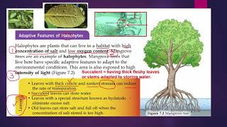 2 Adaptive features of halophytes [upl. by Seavir]