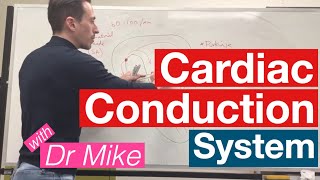 Cardiac Conduction System  Cardiology [upl. by Nnarefinnej691]