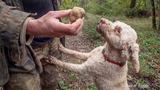 RICERCA DEL TARTUFO BIANCO I SEGRETI DEL TARTUFAIO [upl. by Lebyram]