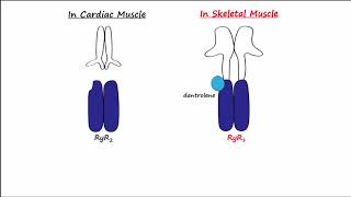 Dantrolene amp Calcium Channel Blockers CCBs [upl. by Verdi417]