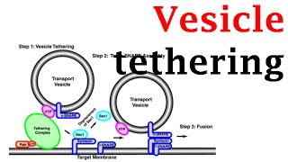 Vesicle tethering [upl. by Gabbi]