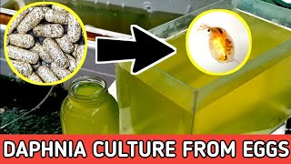 HOW TO HATCH DAPHNIA EGGS  HOW TO CULTURE DAPHNIA [upl. by Ichabod]