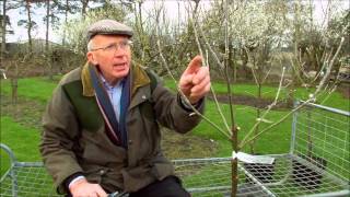 How to Prune Young Fruit Trees [upl. by Ahsekim]