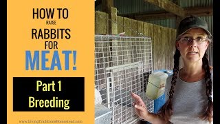 How to Raise Rabbits for Meat Part 1 Breeding [upl. by Vitia598]