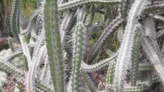 CACTUS Stenocereus alamosensis [upl. by Selohcin750]