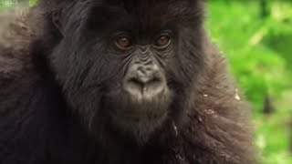 Meet This Family of Mountain Gorillas  Cousins  BBC Earth [upl. by Aicilav]