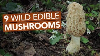 9 Wild Edible Mushrooms You Can Forage This Spring [upl. by Adnilema]