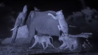 Filming Lions Hunting Elephants  Wild Stories  BBC Earth [upl. by Eeslek]