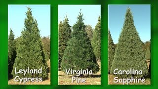 Christmas Tree Farms [upl. by Eissirhc997]