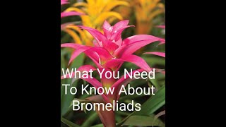 Growing A Bromeliad And How To Care For A Bromeliad Plant❤ [upl. by Kcirddec443]