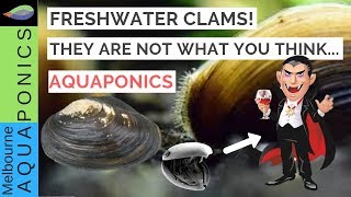 The truth about freshwater clams mussels [upl. by Onairelav386]