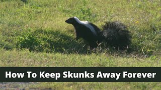 How To Keep Skunks Away For Good [upl. by Eniamrej]