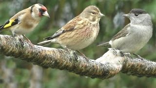 Sounds for Cats to Listen To  Birds in The Rain [upl. by Tildi]