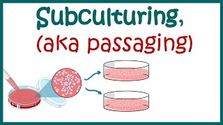 Subculturing cells  Cell culture basics [upl. by Reid]