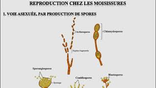 L1SA  Cours de Microbiologie Générale  Mycologie [upl. by Atiugal]