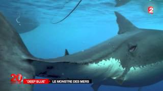 Découverte  à la rencontre de lun des plus grands requins blanc [upl. by Dranal719]