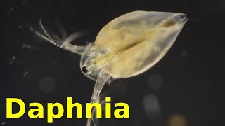 Daphnia [upl. by Attenrev384]