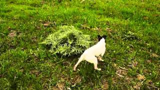 fox terrier cazando un conejo [upl. by Lotz]