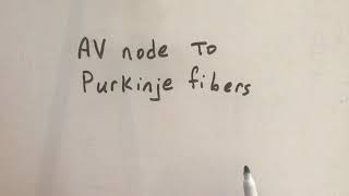 AV node to Purkinje fibers [upl. by Tillford944]