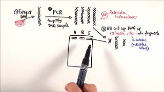 A2 Biology  DNA profiling OCR A Chapter 211 [upl. by Bobbee]