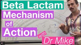 βlactam  Mechanism of Action and Resistance [upl. by Dloreg]